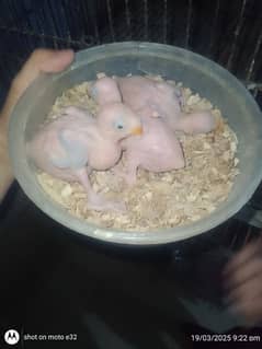 GREEN RINGNECK CHICKS