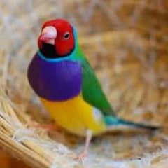 Common Gouldian breeder male for sale split blue