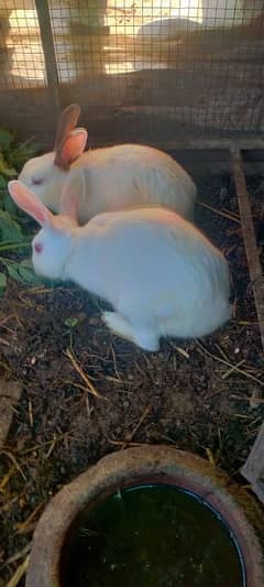 White Red Eyes Rabbits Breader Pair