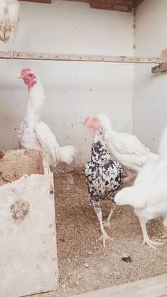 Ko Shamo chicks White & Molted  03232216041