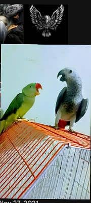 S.A.S BIRDS AVIARY 