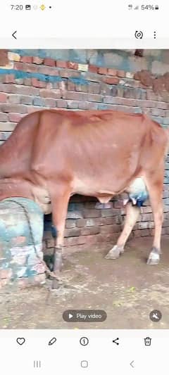 jurcy sahiwal cow