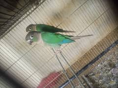 Turquoise blue Conure