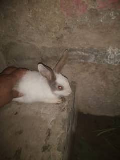 Rabbit