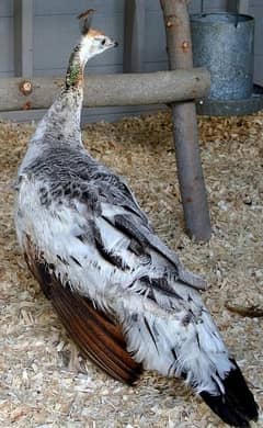 black shoulder pair peacock