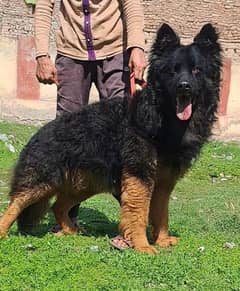 Long coat German shepherd puppies