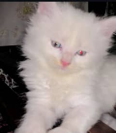 Persian kittens are available