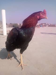 pure Aseel Mianwali for sale