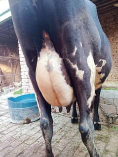 cow & heifer for sale, milking cow, fpy, Faisalabad, Punjab