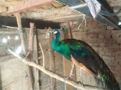 peacocks breader pair