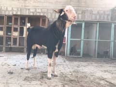 Heavy Bakra for Sale