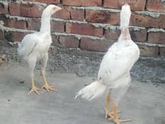 beautiful white birds sahiwal nasal