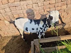 BAKRA FOR KURBANI AGE 1 YEAR AND KHASI COLOUR MIX WIHITE AND BLACK