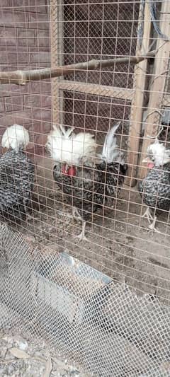 Coco polish and heera aseel chicks