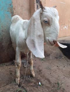 bakri