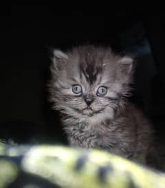 persian kitten