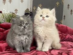 Persian kittens triple coat pair for sale contact whatsap03046501951