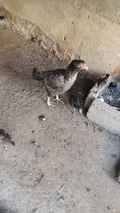 HEN WITH 8 CHICKS