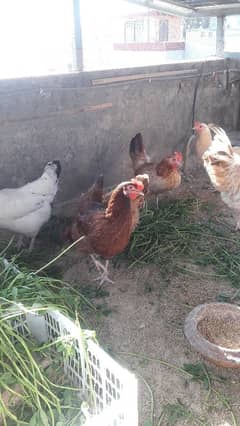 Golden misri 1 murga or 6 murgiya for sale