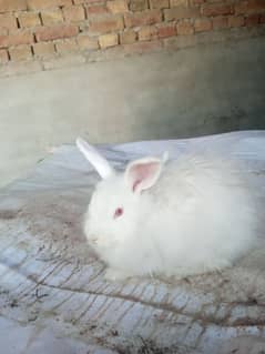 Fancy rabbit female