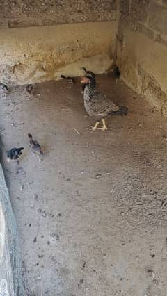 Hen with 8 chicks