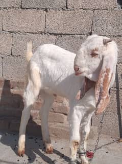 China Male Bakra