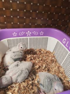 Yellow sided conure chicks