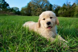 golden retriever female puppy for sale