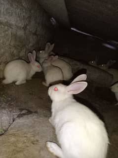 read eyes rabbit for sale male and female per pic 500