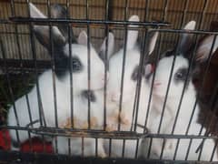 Rabbit for sale