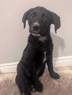 Labrador puppy for adoption