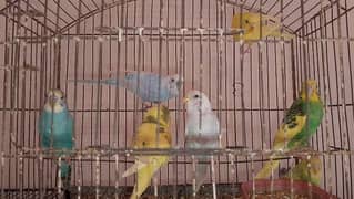 1800 k 7 Australian parrot read full ad