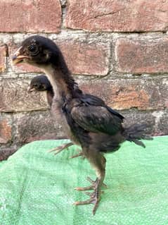 Black Thai Chicke Available