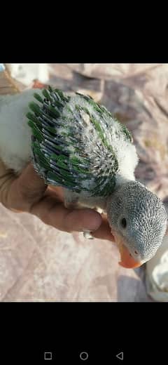 kashmiri Raw parrot chick