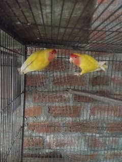 common lutino breeder pair