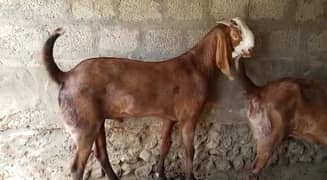 desi Bakra for sale 0370,,46,,85,,463