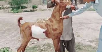 desi Bakra for sale/0328=27=41=035