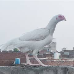 Heera Aseel Chicks