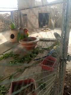 Green fishers Lovebirds  pair