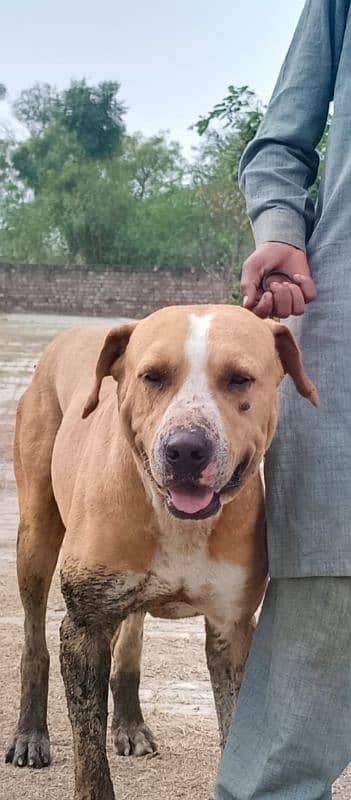 Pitbull or Labroder ka cross 0