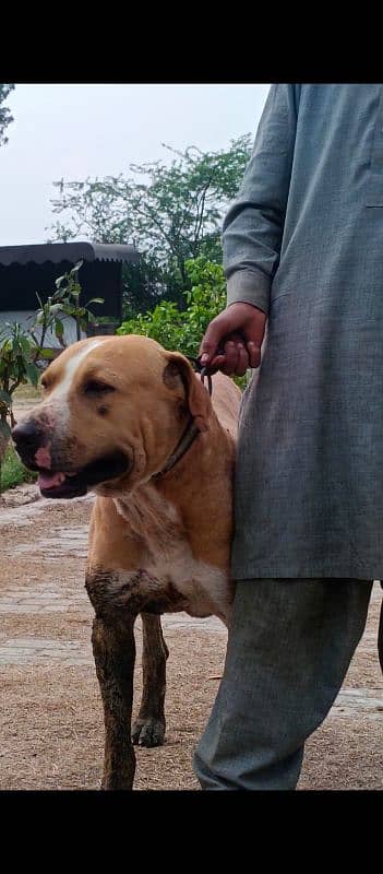 Pitbull or Labroder ka cross 1