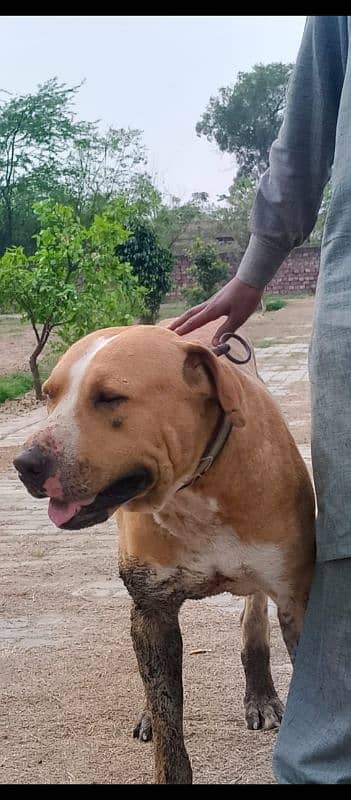 Pitbull or Labroder ka cross 3