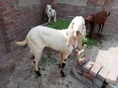 Bakra/Goat