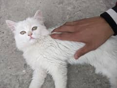 white cat 03405470549