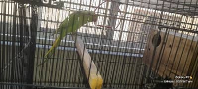 female parrot for sale