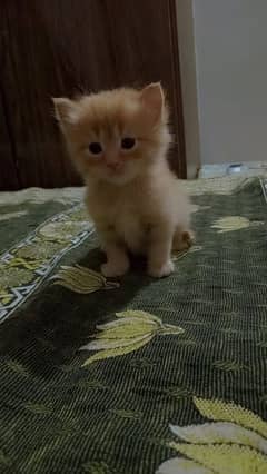 1 triple coat male ,1female,1brown kitten