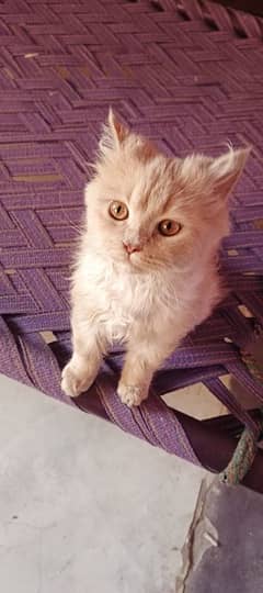 BoB Tail Persian cat kitten