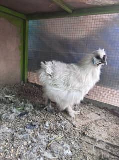 white silkie chicks and breeder male