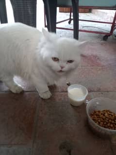 I want sale my parsian cat age 1 year male cat