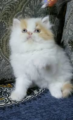 Persian cats My WhatsApp 03015880301